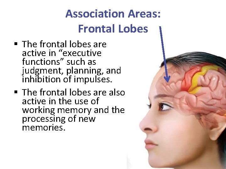 Association Areas: Frontal Lobes § The frontal lobes are active in “executive functions” such