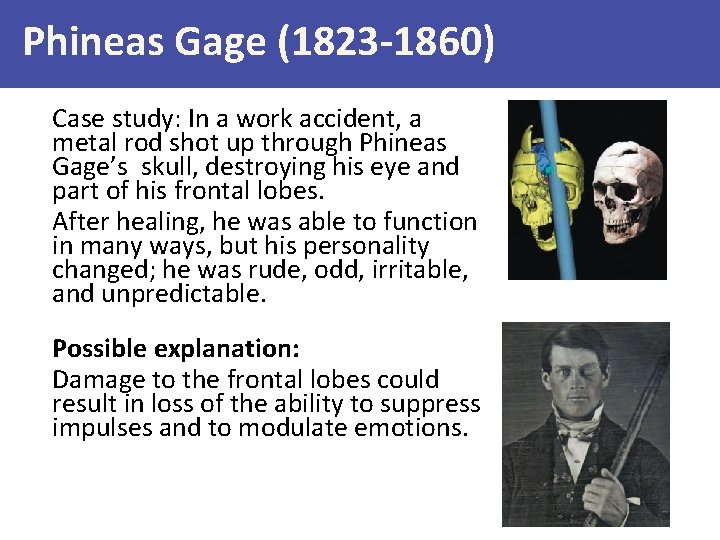 Phineas Gage (1823 -1860) Case study: In a work accident, a metal rod shot
