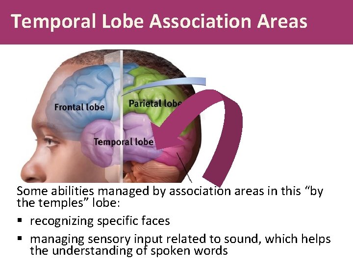 Temporal Lobe Association Areas Some abilities managed by association areas in this “by the