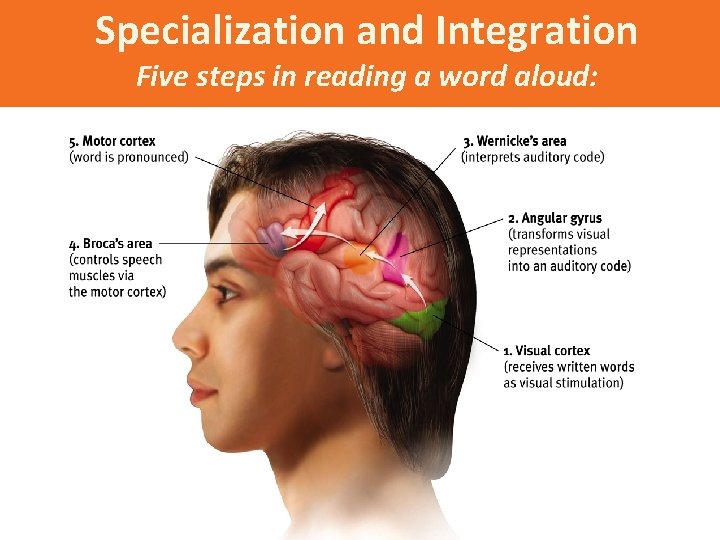 Specialization and Integration Five steps in reading a word aloud: 