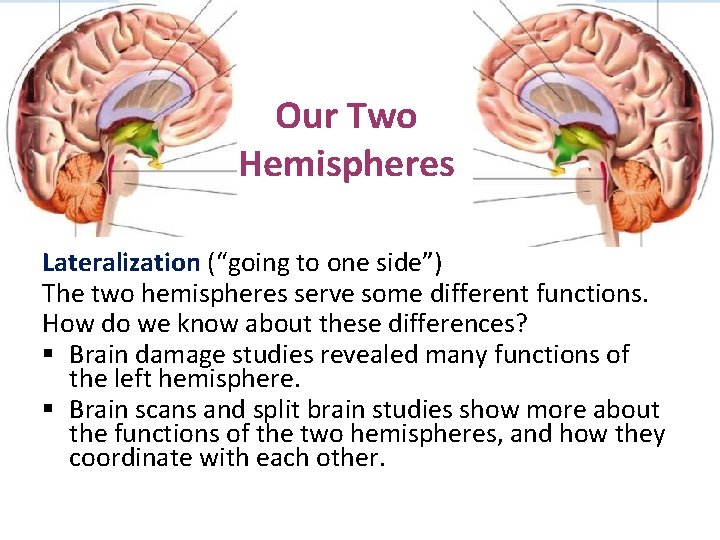 Our Two Hemispheres Lateralization (“going to one side”) The two hemispheres serve some different