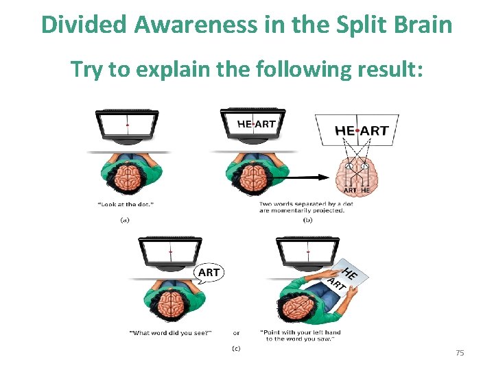 Divided Awareness in the Split Brain Try to explain the following result: 75 