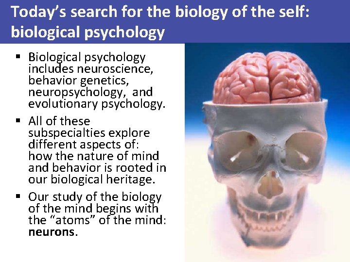 Today’s search for the biology of the self: biological psychology § Biological psychology includes