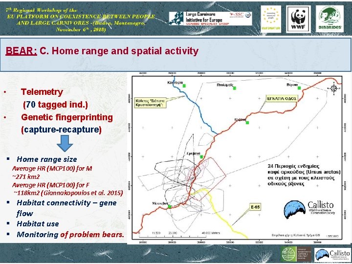 BEAR: C. Home range and spatial activity • • Telemetry (70 tagged ind. )