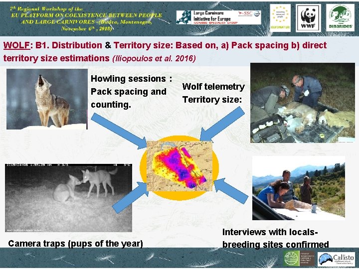 WOLF: Β 1. Distribution & Territory size: Based on, a) Pack spacing b) direct