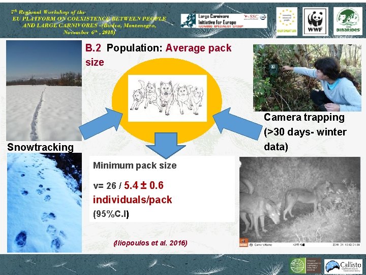 Β. 2 Population: Average pack size Camera trapping (>30 days- winter data) Snowtracking Minimum
