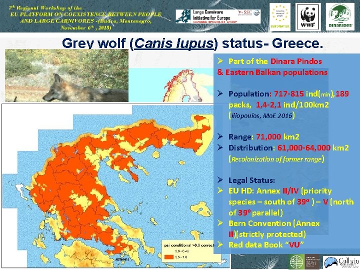 Grey wolf (Canis lupus) status- Greece. Ø Part of the Dinara Pindos & Eastern