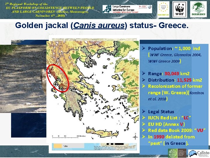 Golden jackal (Canis aureus) status- Greece. Ø Population: ~ 1, 000 ind (WWF Greece,