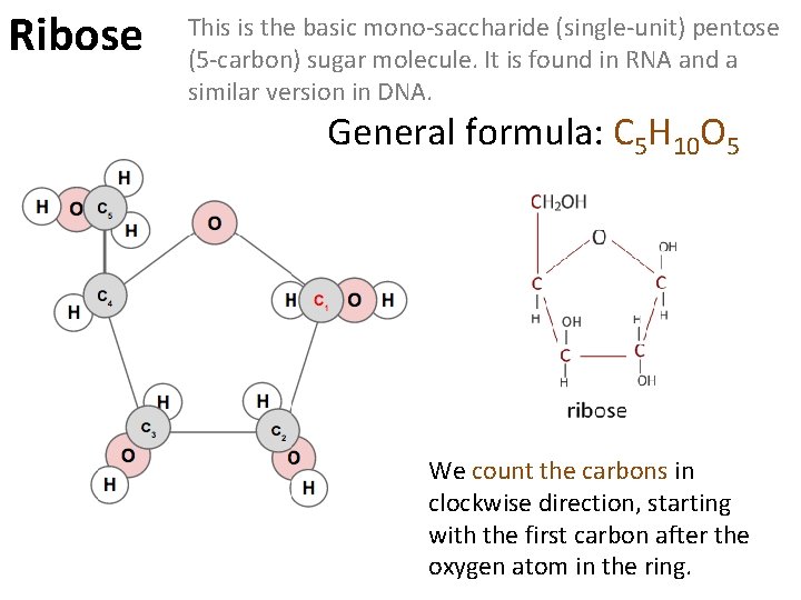 Ribose This is the basic mono-saccharide (single-unit) pentose (5 -carbon) sugar molecule. It is