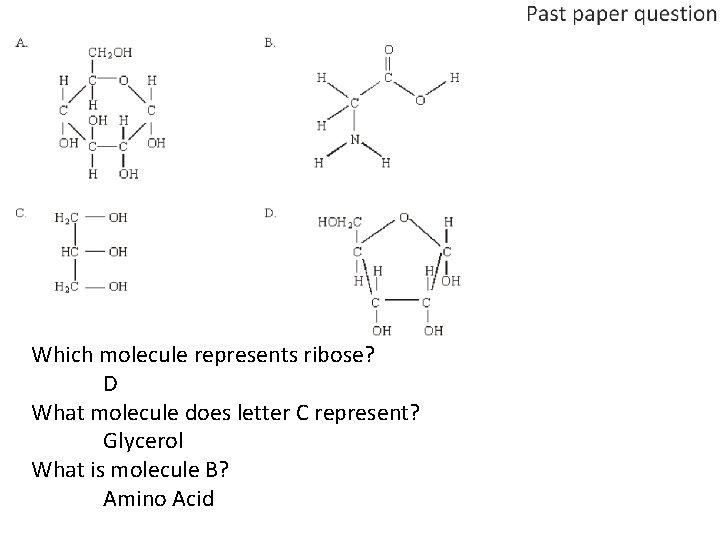 Which molecule represents ribose? D What molecule does letter C represent? Glycerol What is