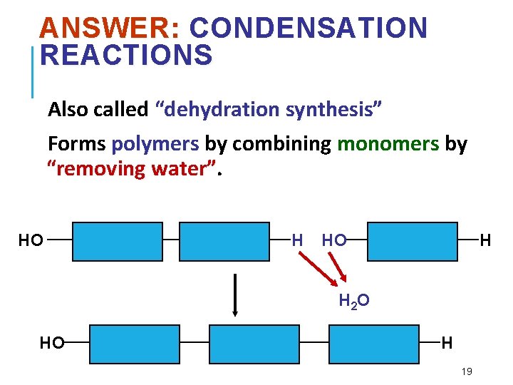 ANSWER: CONDENSATION REACTIONS Also called “dehydration synthesis” Forms polymers by combining monomers by “removing