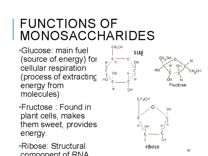 FUNCTIONS OF MONOSACCHARIDES • Glucose: main fuel (source of energy) for cellular respiration (process
