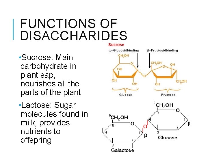 FUNCTIONS OF DISACCHARIDES • Sucrose: Main carbohydrate in plant sap, nourishes all the parts