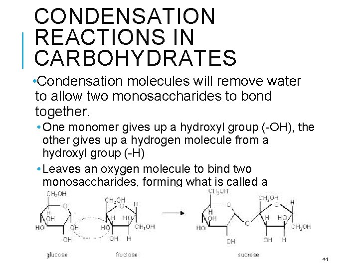CONDENSATION REACTIONS IN CARBOHYDRATES • Condensation molecules will remove water to allow two monosaccharides