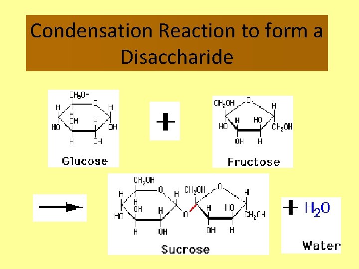 Condensation Reaction to form a Disaccharide 