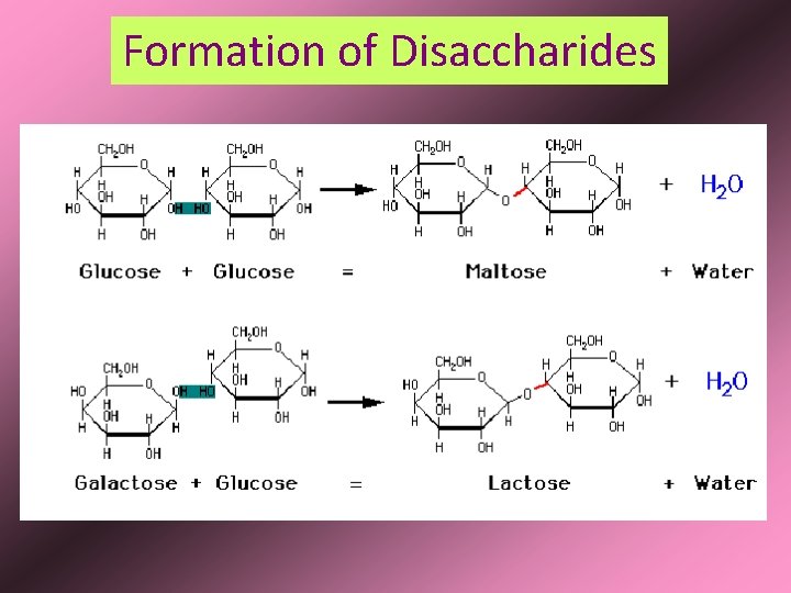 Formation of Disaccharides 