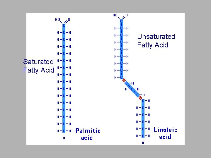 Unsaturated Fatty Acid Saturated Fatty Acid 