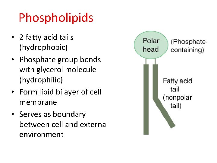 Phospholipids • 2 fatty acid tails (hydrophobic) • Phosphate group bonds with glycerol molecule