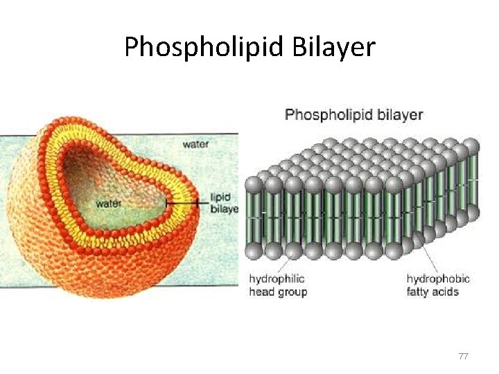 Phospholipid Bilayer 77 