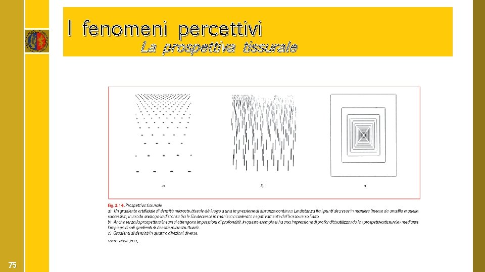 I fenomeni percettivi La prospettiva tissurale 75 