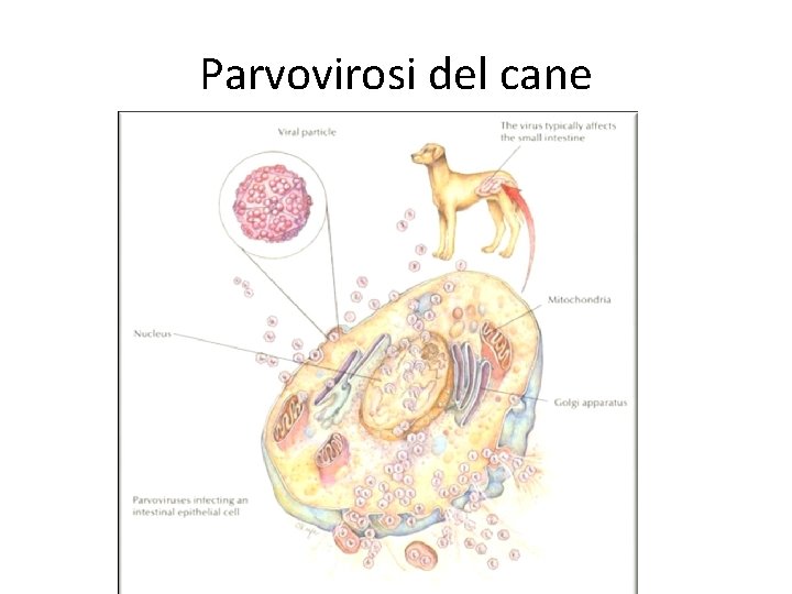 Parvovirosi del cane 