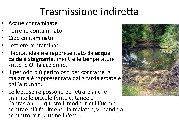 Trasmissione indiretta Acque contaminate Terreno contaminato Cibo contaminato Lettiere contaminate Habitat ideale è rappresentato