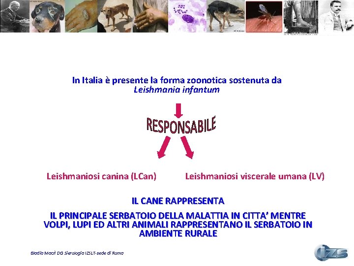 In Italia è presente la forma zoonotica sostenuta da Leishmania infantum Leishmaniosi canina (LCan)