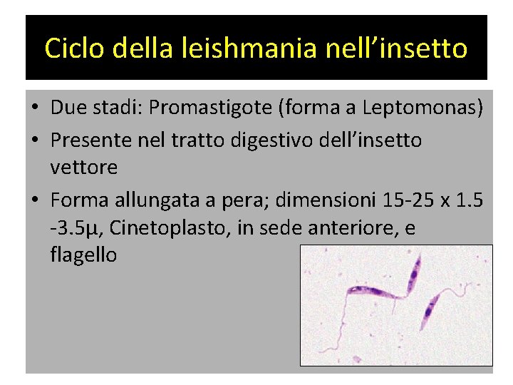 Ciclo della leishmania nell’insetto • Due stadi: Promastigote (forma a Leptomonas) • Presente nel