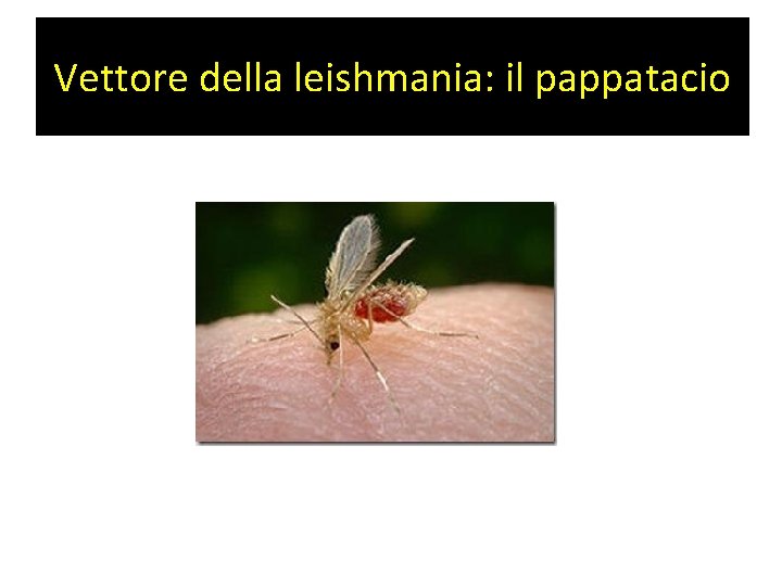 Vettore della leishmania: il pappatacio 