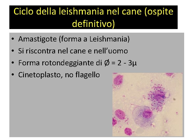 Ciclo della leishmania nel cane (ospite definitivo) • • Amastigote (forma a Leishmania) Si