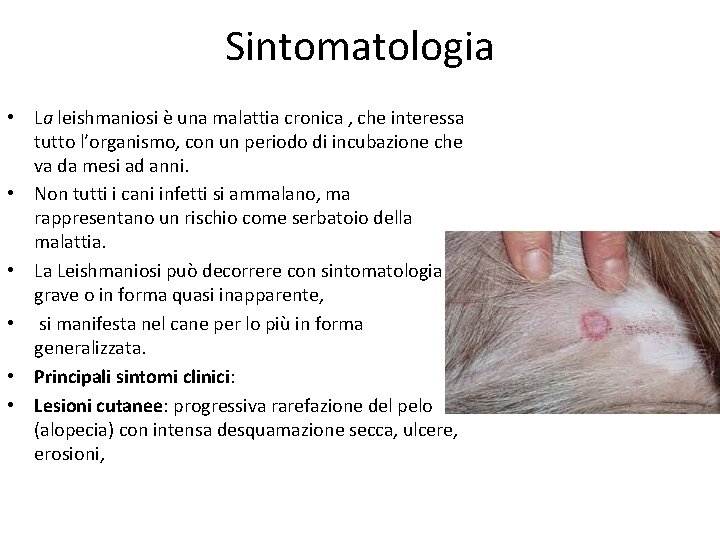 Sintomatologia • La leishmaniosi è una malattia cronica , che interessa tutto l’organismo, con