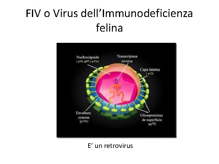 FIV o Virus dell’Immunodeficienza felina E’ un retrovirus 
