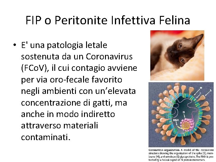 FIP o Peritonite Infettiva Felina • E' una patologia letale sostenuta da un Coronavirus