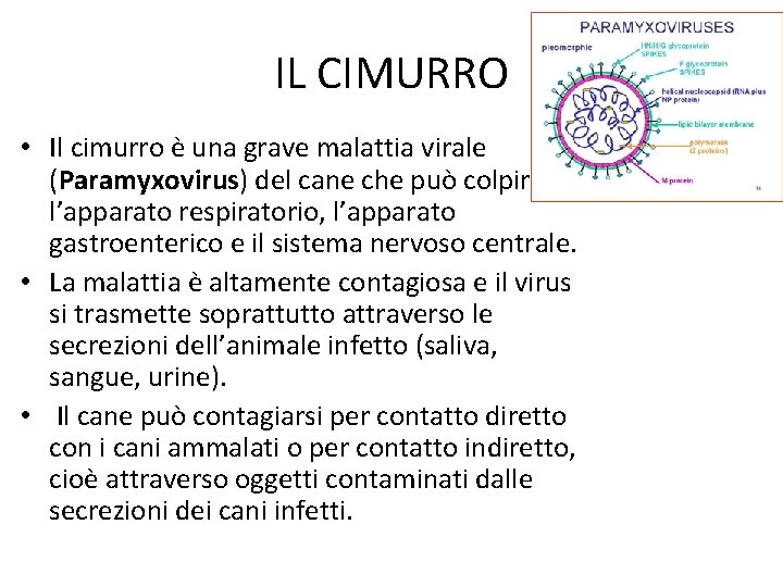 IL CIMURRO • Il cimurro è una grave malattia virale (Paramyxovirus) del cane che