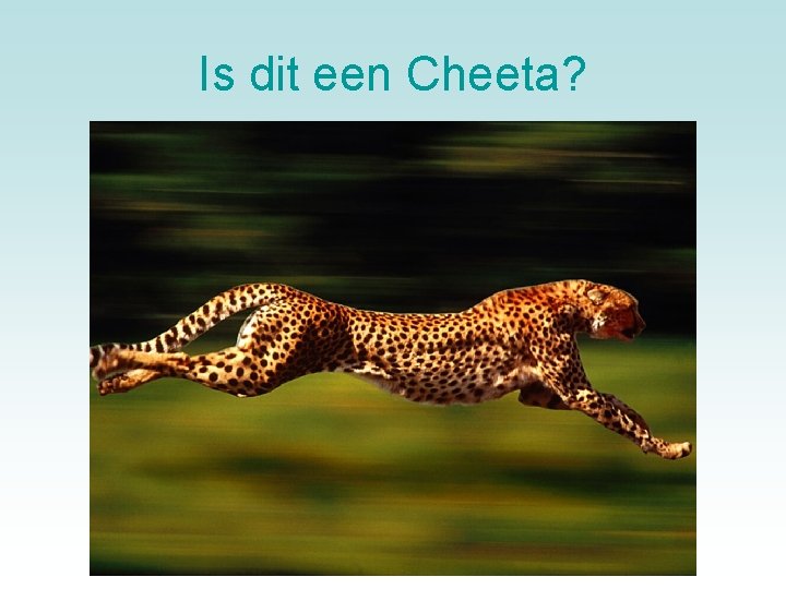 Is dit een Cheeta? 