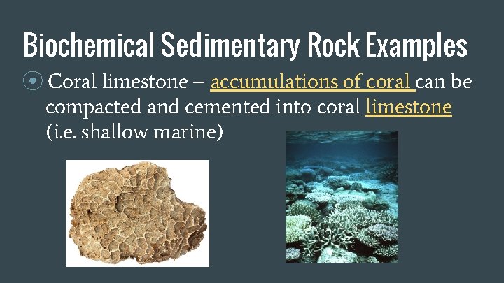 Biochemical Sedimentary Rock Examples ⦿ Coral limestone – accumulations of coral can be compacted