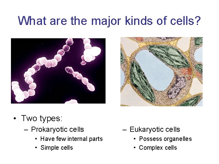 What are the major kinds of cells? • Two types: – Prokaryotic cells •