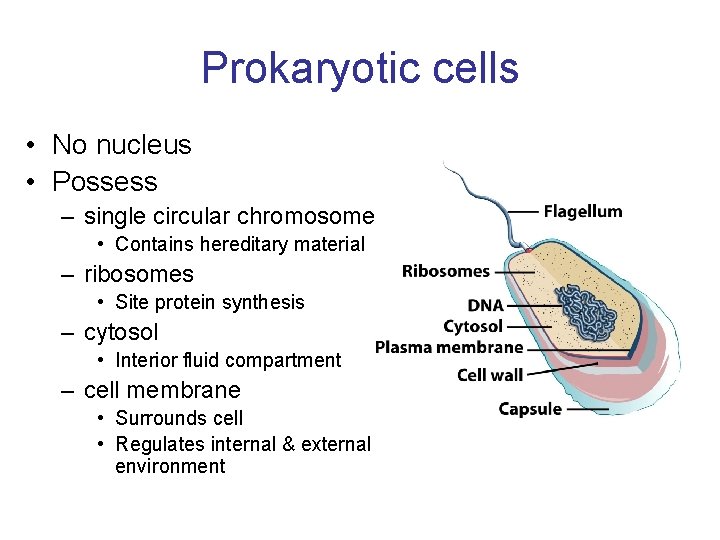 Prokaryotic cells • No nucleus • Possess – single circular chromosome • Contains hereditary