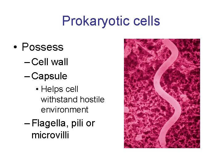 Prokaryotic cells • Possess – Cell wall – Capsule • Helps cell withstand hostile