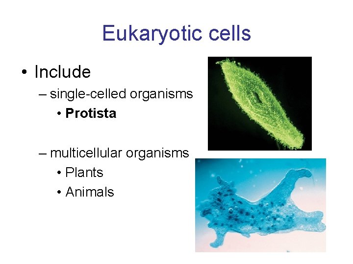 Eukaryotic cells • Include – single-celled organisms • Protista – multicellular organisms • Plants