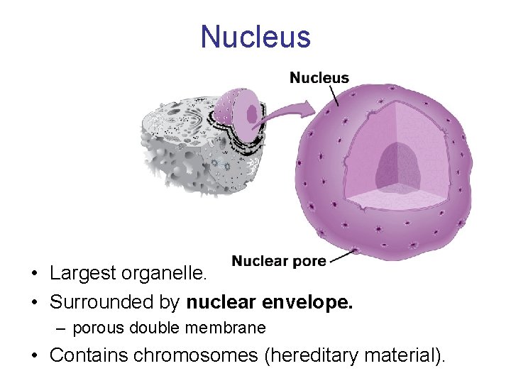Nucleus • Largest organelle. • Surrounded by nuclear envelope. – porous double membrane •