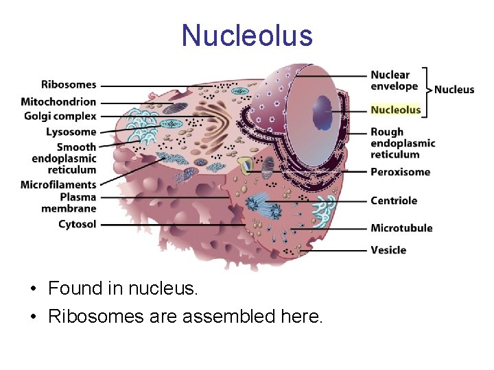 Nucleolus • Found in nucleus. • Ribosomes are assembled here. 