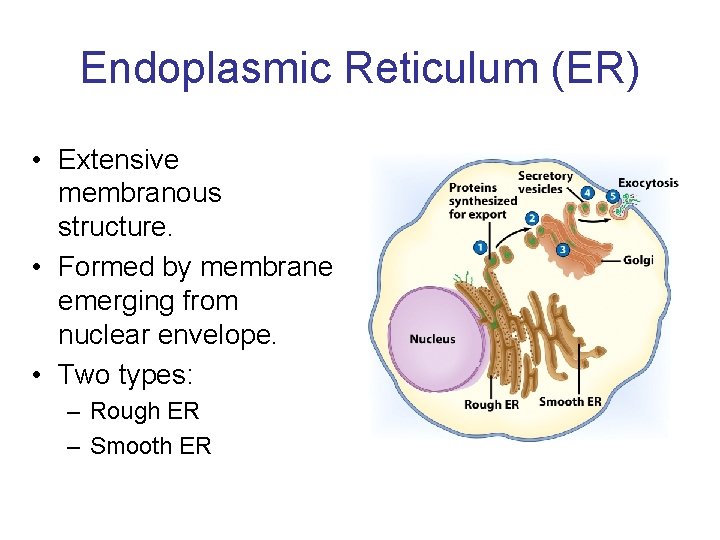 Endoplasmic Reticulum (ER) • Extensive membranous structure. • Formed by membrane emerging from nuclear
