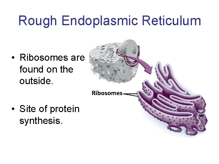 Rough Endoplasmic Reticulum • Ribosomes are found on the outside. • Site of protein