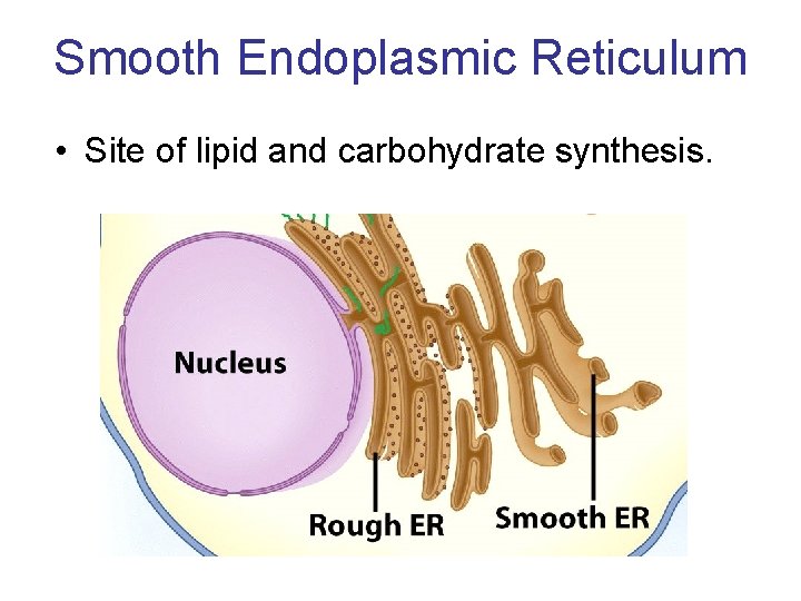 Smooth Endoplasmic Reticulum • Site of lipid and carbohydrate synthesis. 