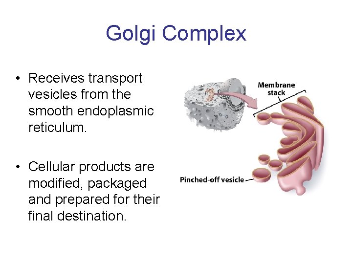 Golgi Complex • Receives transport vesicles from the smooth endoplasmic reticulum. • Cellular products