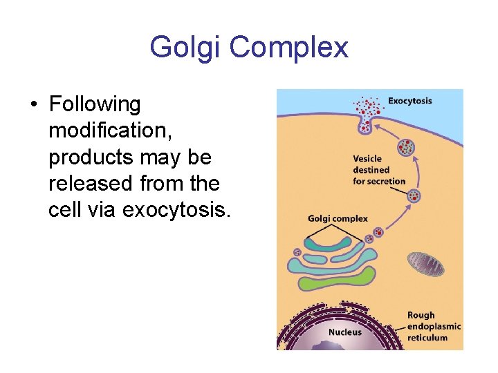Golgi Complex • Following modification, products may be released from the cell via exocytosis.