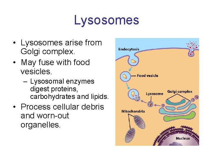 Lysosomes • Lysosomes arise from Golgi complex. • May fuse with food vesicles. –