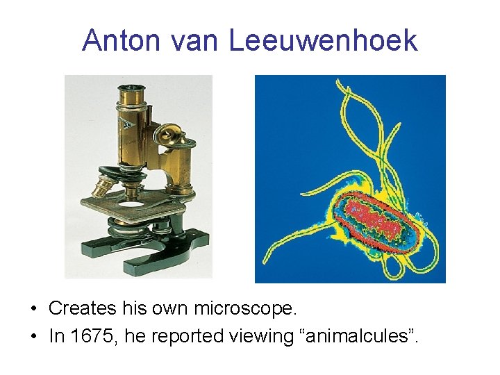 Anton van Leeuwenhoek • Creates his own microscope. • In 1675, he reported viewing