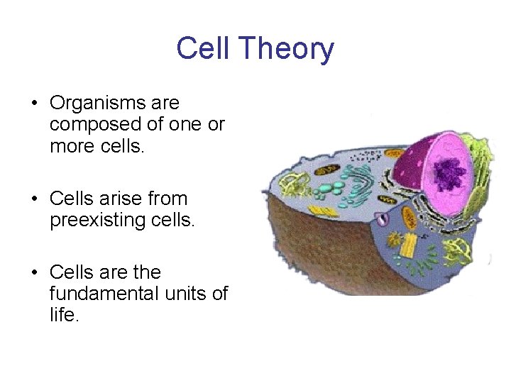 Cell Theory • Organisms are composed of one or more cells. • Cells arise